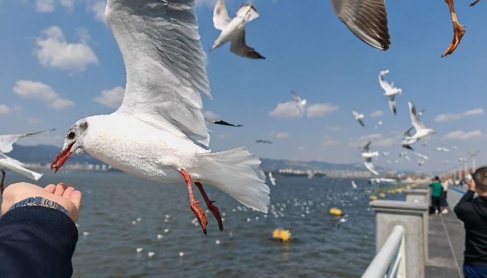 Black-headed Gulls