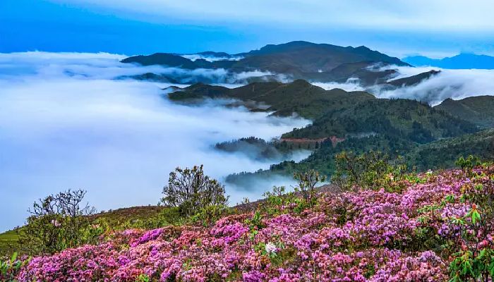 Wild Flowers in Western Sichuan in Spring