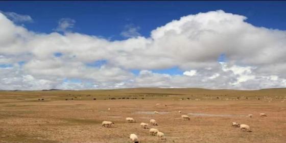 Hidden Gem of Northern Tibet: Ultimate Travel Guide to Nagqu Changtang Grassland