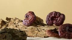 A Taste of Snowy Jiangnan|A Complete Guide to Nyingchi Specialties