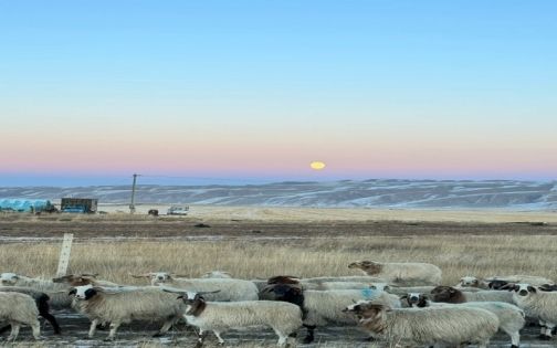 Shandan Military Horse Field