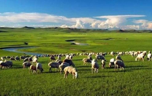 Naqu Baingoin: The Sacred Lakes and Vast Grasslands of Northern Tibet