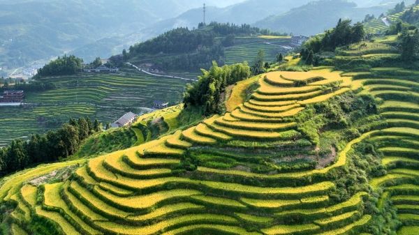 Hunan Xinhua Ziquejie Terraces