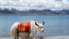 Namtso Tashi Peninsula: A Complete Guide to the Auspicious Secret of the Snowy Holy Lake