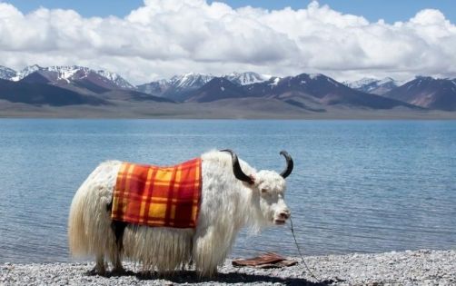 Namtso Tashi Peninsula: A Complete Guide to the Auspicious Secret of the Snowy Holy Lake