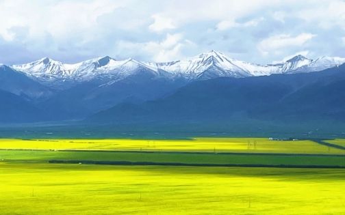Menyuan Rapeseed Flowers: A Golden Plateau Dream That Blooms Only in July