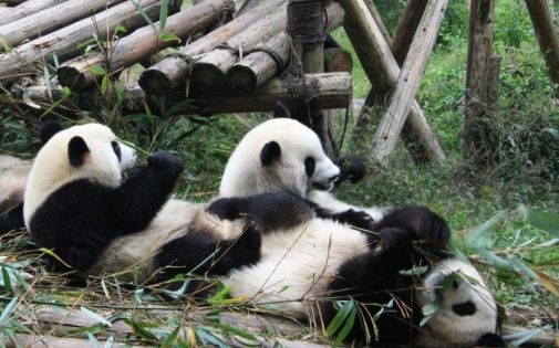 Chengdu Panda Base Ticket Prices & Travel Guide | 2026 Latest Policy Comprehensive Analysis