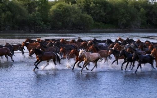 现实版「万马奔腾」！眼睛直接看呆🤠_2_晓_来自小红书网页版