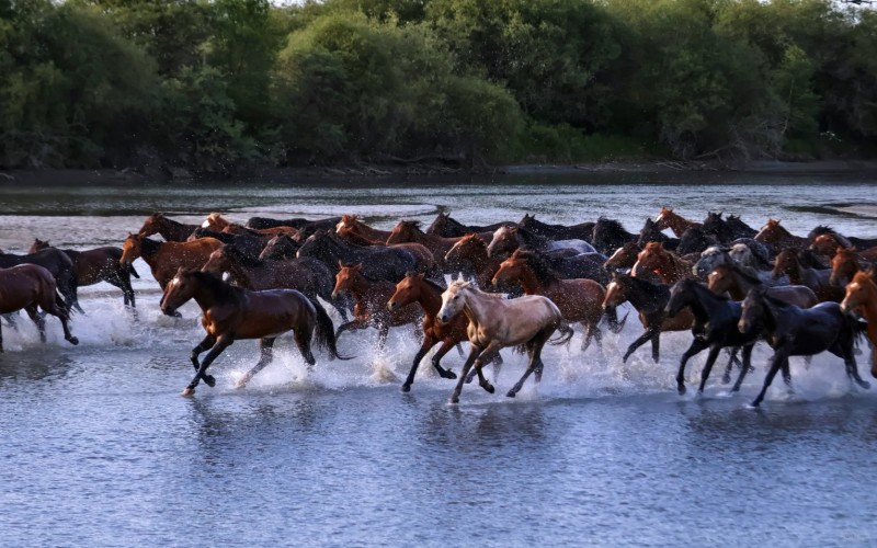 8-Day Northern Xinjiang Tour | Departure from Urumqi to Snowy Mountains & Grasslands