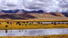 Complete Guide to the Golmud to Lhasa Train: Perfect Travel Companion for the Journey