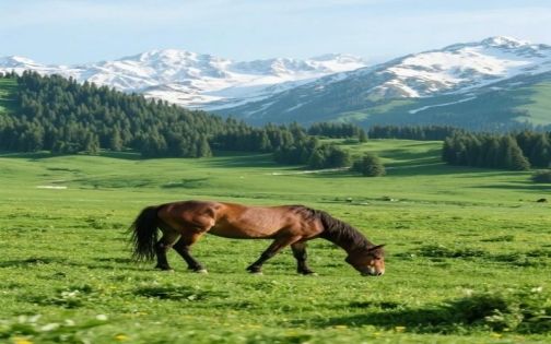 Qiaxi Grassland Travel Guide: A Quiet Ili Valley Secret for Self-Drive Travelers