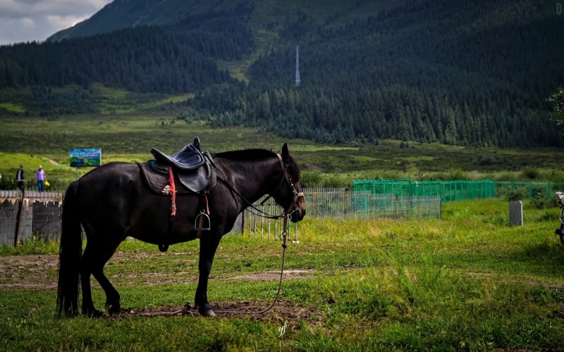 Nine day Essence of Hexi Corridor: A Glance at the Millennium