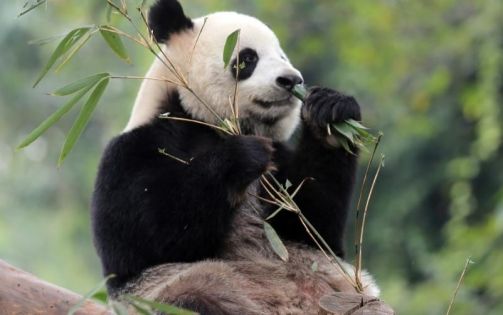 Chengdu Panda Base Ticket Prices & Travel Guide | 2026 Latest Policy Comprehensive Analysis