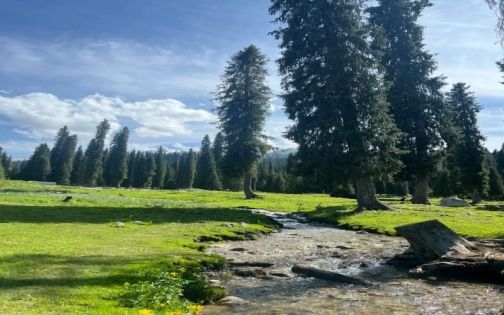 库尔德宁｜童话森林真的存在🌲_1_huhuhu_来自小红书网页版