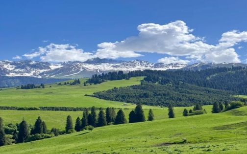 Qiaxi Grassland Travel Guide: A Quiet Ili Valley Secret for Self-Drive Travelers