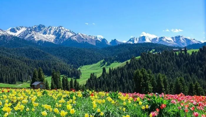 Alpine Grasslands and Forests of Tianshan