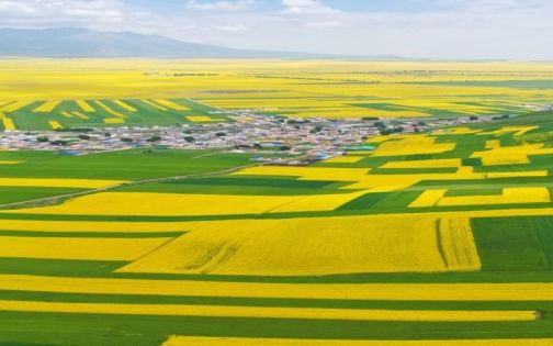 Menyuan Rapeseed Flowers: A Golden Plateau Dream That Blooms Only in July