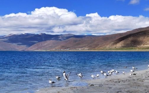 The Best Time to Visit Yamdrok Lake | Golden Period (May-October) and Light Guide