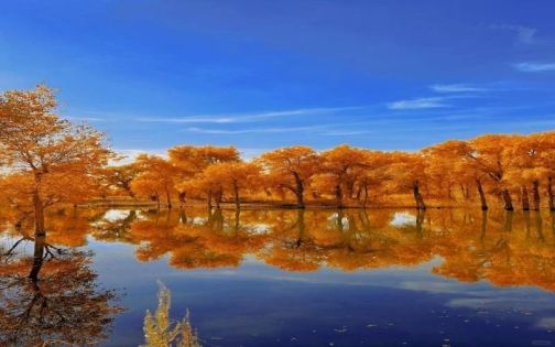 Populus euphratica forest