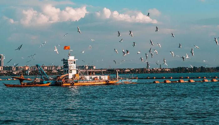 Red-billed Gulls by Dianchi Lake in Kunming
