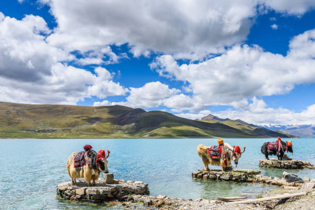 Yamdrok Lake