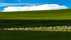 XInjiang Yili Travel Guide: Grasslands, Flower Seas, and the Best Time to Visit