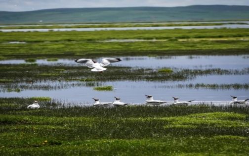 Ruoergai Flower Lake