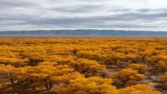 2026 Luntai Poplar Festival Ultimate Guide|Best Time, Transport & Photography Spots