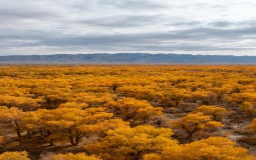 Luntai Populus euphratica forest