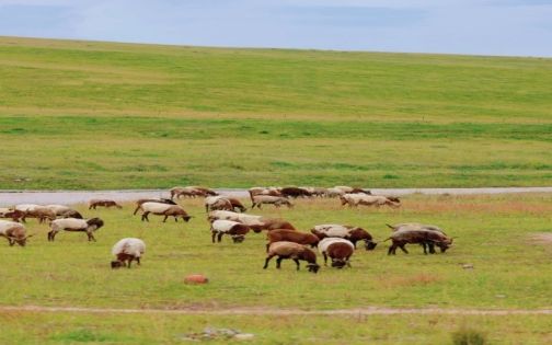 甘南小环线第二站 _ 桑科草原：邂逅渐变之美_2_粥粥出去玩_来自小红书网页版