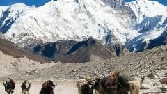 Life on the Roof of the World