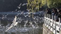 Complete Guide to Kunming's Weather: Climate Features & Travel Dressing Tips