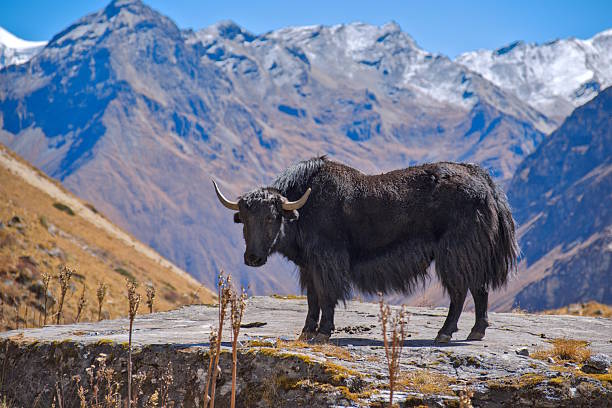 Yak in Lhasa