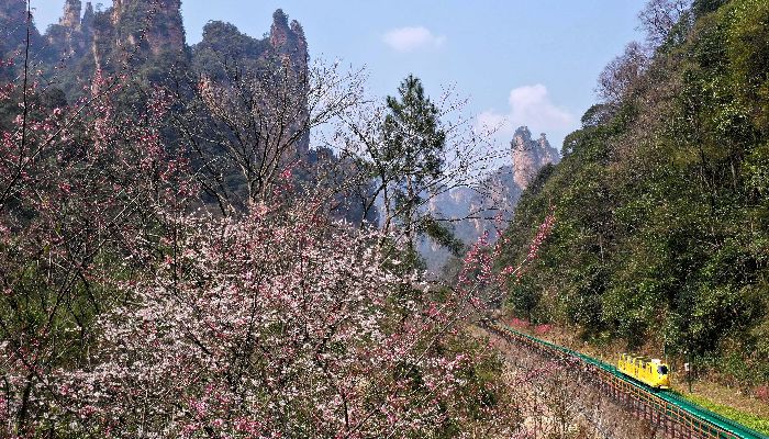 Spring Flowers in Zhangjiajie