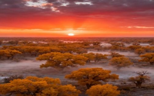 Luntai Populus euphratica forest