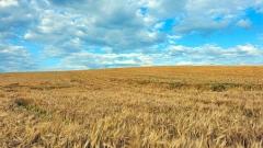 Highland Barley: The Soul of Tibetan Food and the Foundation of Life on the Plateau