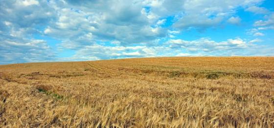 Highland Barley: The Soul of Tibetan Food and the Foundation of Life on the Plateau