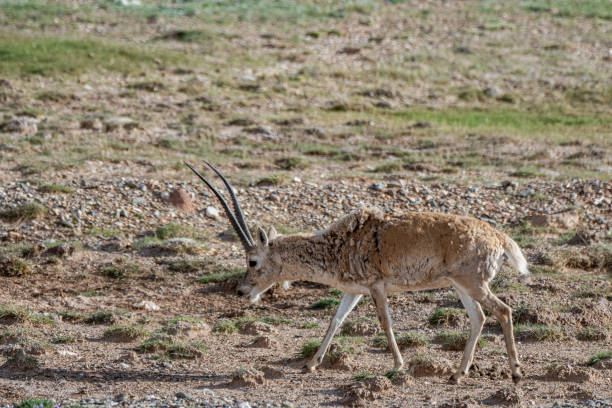 A Tibetan antelope foraging on the plateau grassland