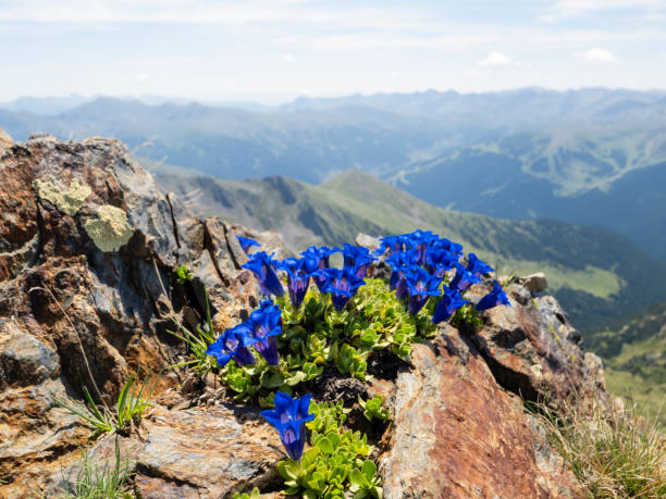 Wild high mountain gentian flower, Pyrenees, Andorra