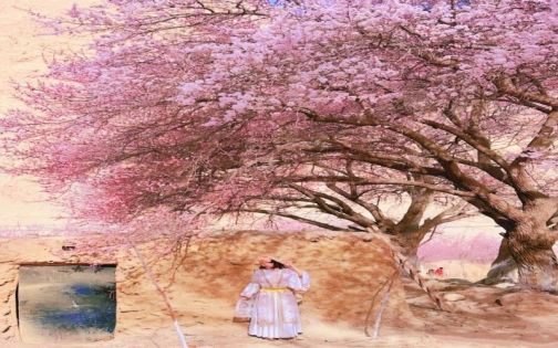 Southern Xinjiang Apricot Blossom