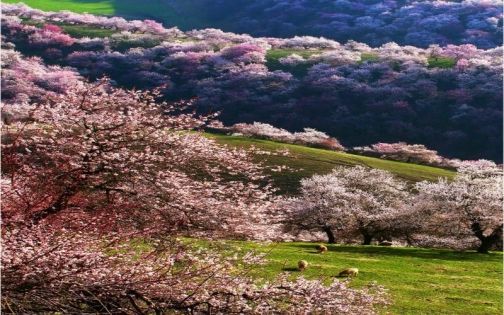 Ili Apricot Blossom