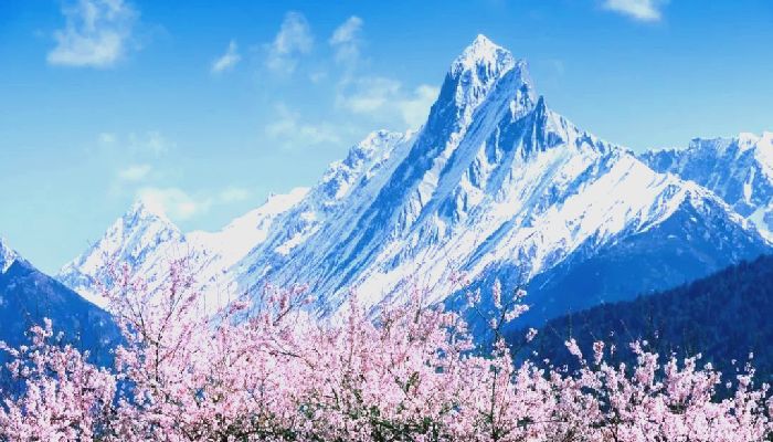 Peach Blossoms and Snowy Mountains in Nyingchi