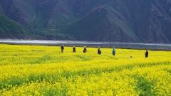 Tibet Flower Season Guide: Peach Blossoms, Rhododendrons and Plateau Wildflowers