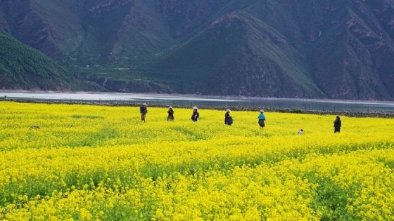 Tibet Flower Season Guide: Peach Blossoms, Rhododendrons and Plateau Wildflowers