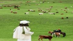 Summer Nalati Grassland Travel Guide: One-Day Route to Sky Grassland, Valley Grassland & Panlong Valley Road