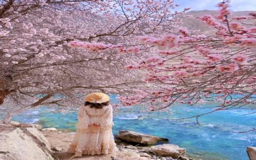Southern Xinjiang Apricot Blossom