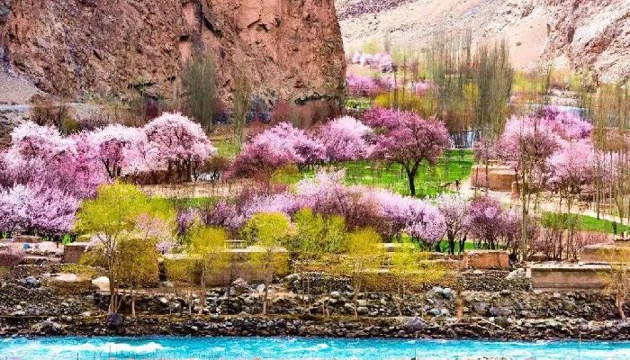 Apricot Blossom Valley on the Pamir Plateau