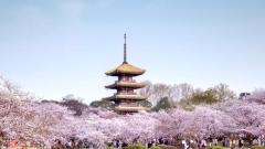 Where is the Most Beautiful Spring in China? Five Spring Scenic Spots to Capture the Year's Romance