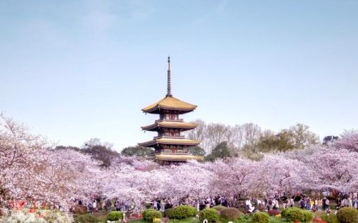 Wuhan Cherry Blossom Season
