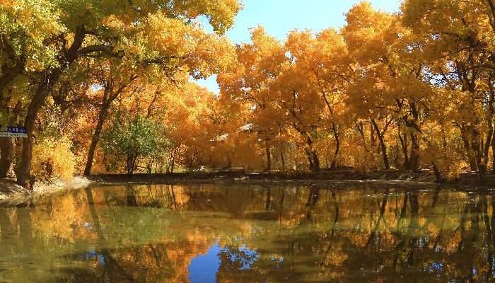Dunhuang Populus Euphratica Forest